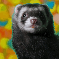 Link to the 2014 Gif-tastic workshop tumblr